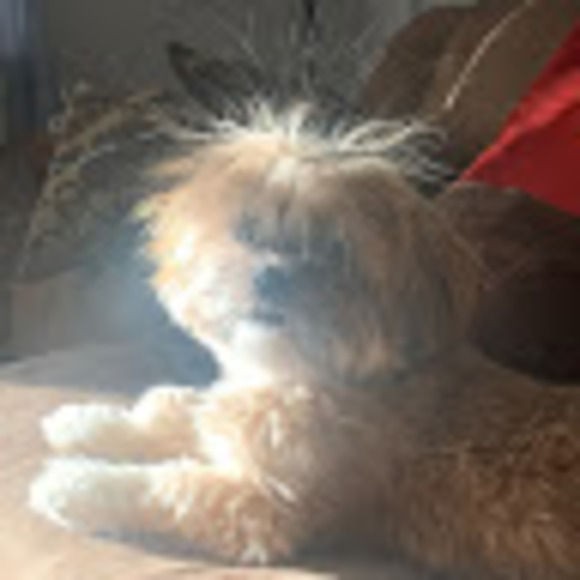 Meet your Posher, Addison - Picture 1 of 1